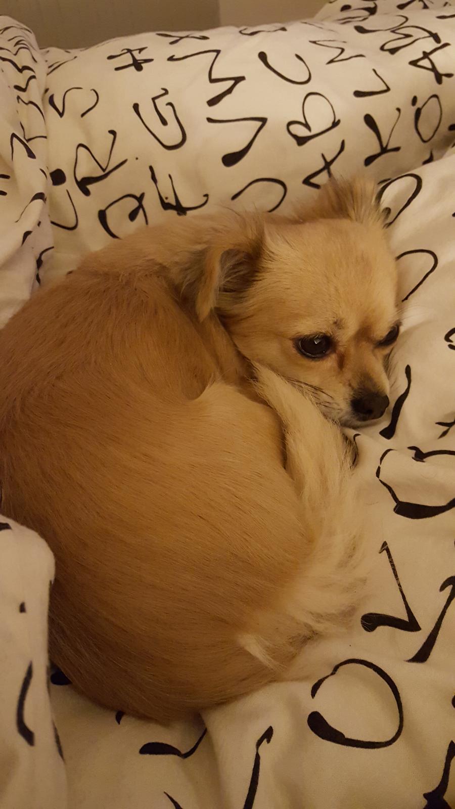 Chihuahua Angel billede 5