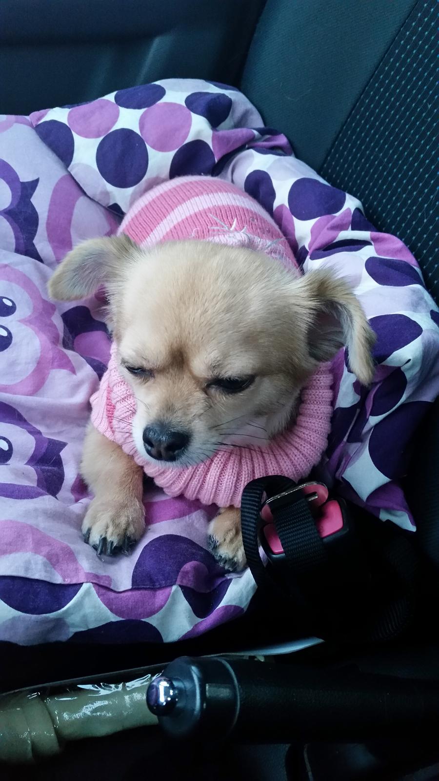 Chihuahua Angel billede 8