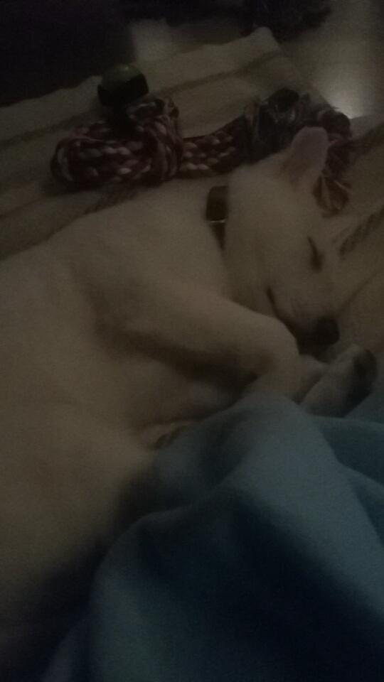 Hvid schæfer Simba - Simba 9 uger - 17. januar 2016 billede 1