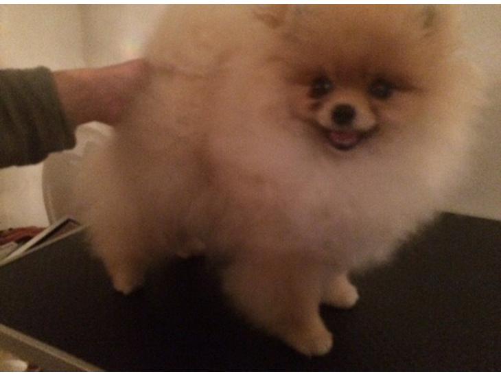 Pomeranian Zoey billede 1