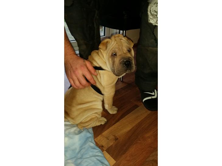 {{currentPhoto.altText}} billede {{currentPhoto.number}}