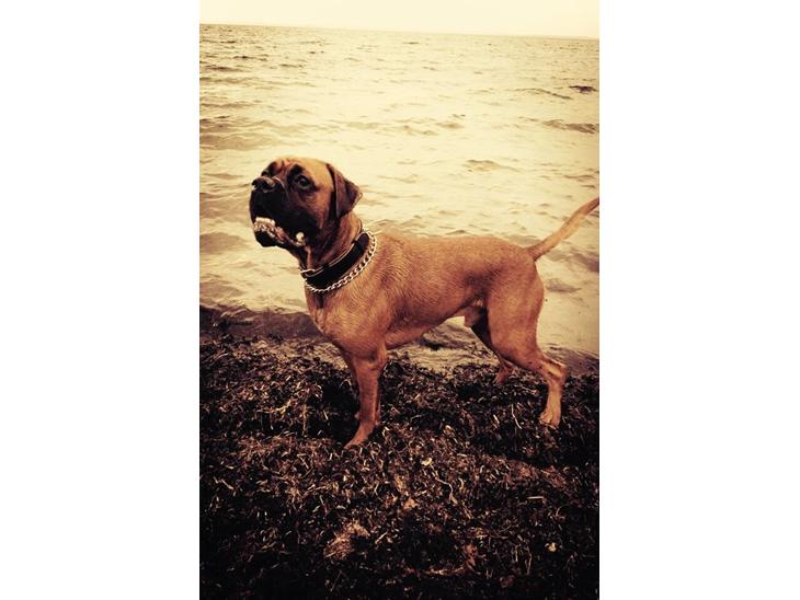 Boxer Bongo billede 1