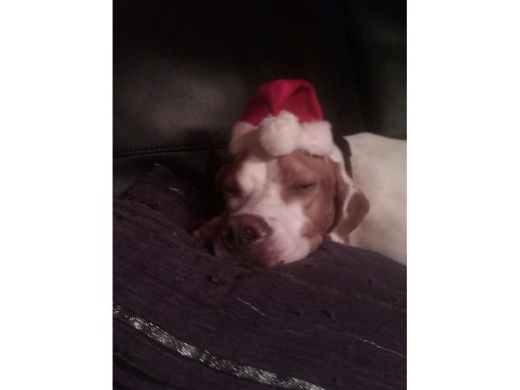 {{currentPhoto.altText}} billede {{currentPhoto.number}}