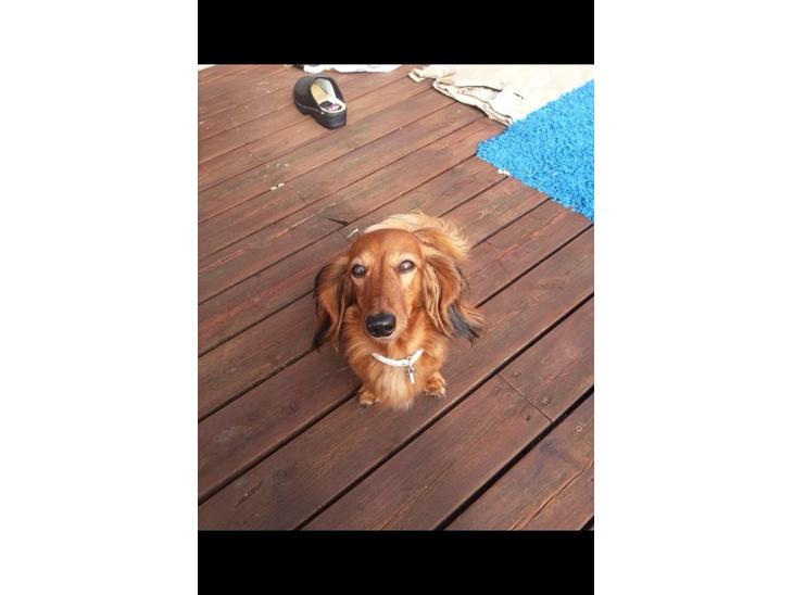 Gravhund Berta - Berta:) billede 1