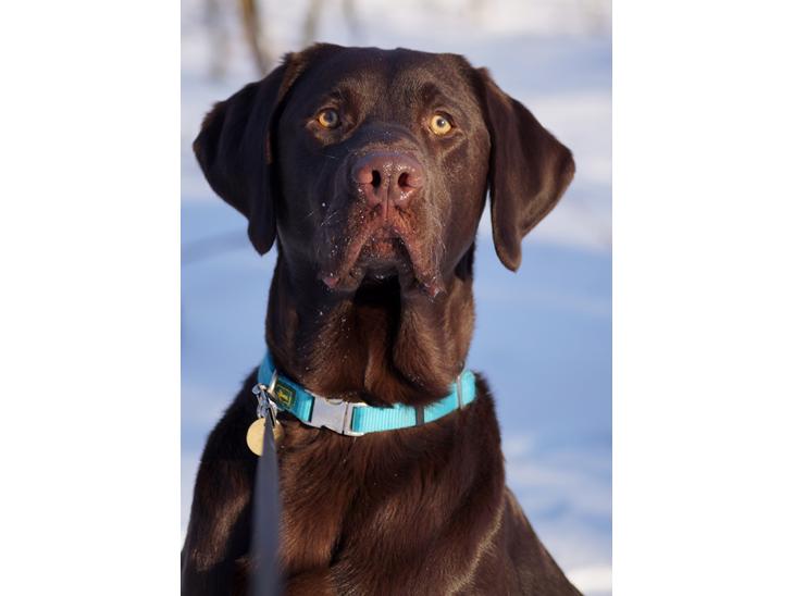 Labrador retriever Aslan *-Bor hos hans hundefar-* billede 1