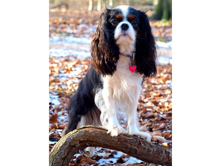 {{currentPhoto.altText}} billede {{currentPhoto.number}}