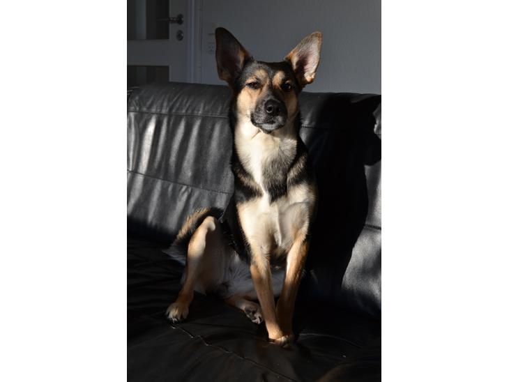 {{currentPhoto.altText}} billede {{currentPhoto.number}}