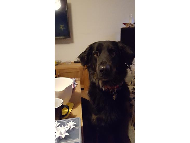 Blanding af racer Leika r.i.p. d. 19.05.18 billede 1