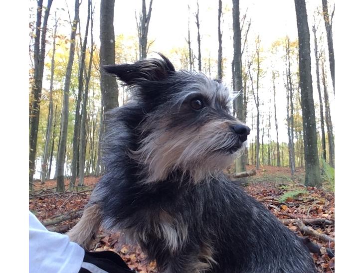 {{currentPhoto.altText}} billede {{currentPhoto.number}}