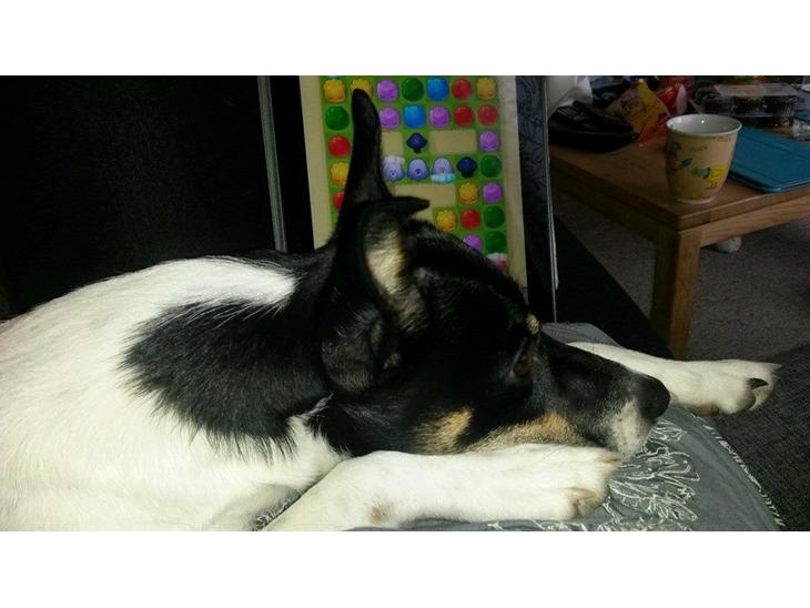 {{currentPhoto.altText}} billede {{currentPhoto.number}}