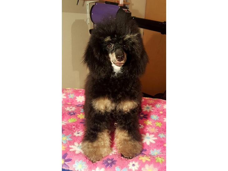 {{currentPhoto.altText}} billede {{currentPhoto.number}}