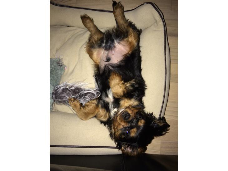 Cavalier king charles spaniel Matti billede 3