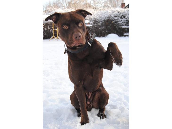 {{currentPhoto.altText}} billede {{currentPhoto.number}}