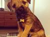 Border terrier Qaya