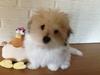 Coton de tulear Gibson
