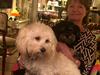 Bichon havanais Luna