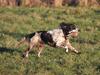 Field Trial Springer Spaniel Tjekko