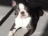 Boston terrier West Lund Diamonds R' Sweet AS Fanta aka Fanta
