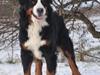 Berner sennenhund Charoca's Aura