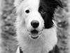 Border collie Kiba [Tidl. hund]