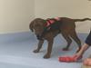 Dogue de bordeaux Cleo