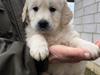 Golden retriever Woodstar Captain Janeway