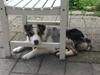 Australian shepherd Louis