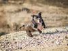 Staffordshire bull terrier Chayla