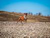 Staffordshire bull terrier Cedro *Himmelhund* Savner dig <3 