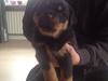 Rottweiler Beet