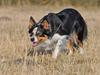 Border collie Chut