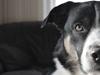 Blanding af racer Milo (Border Collie/Lab.)
