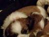 Shih tzu Timon