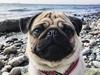 Mops Elvis