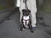 Staffordshire bull terrier Kay