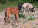 Malinois Maluo