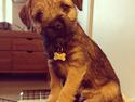 Border terrier Qaya