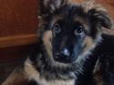 Schæferhund Cody (vesterlunds Orbit)