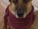 Schæferhund Lady