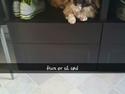Pekingeser laura