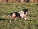 Field Trial Springer Spaniel Tjekko