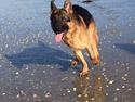 Schæferhund Rapi Enosch (Odin)