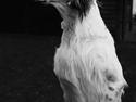 Engelsk setter Tobølbjergs Houdini