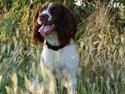Engelsk springer spaniel Bess