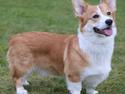 Welsh corgi pembroke Humphrey