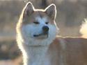 Akita inu Akihiko