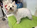 West highland white terrier Mille