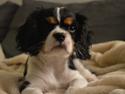 Cavalier king charles spaniel Liva
