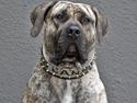 Dogo canario DKCH Aforija Fuerza Bull