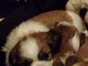 Shih tzu Timon